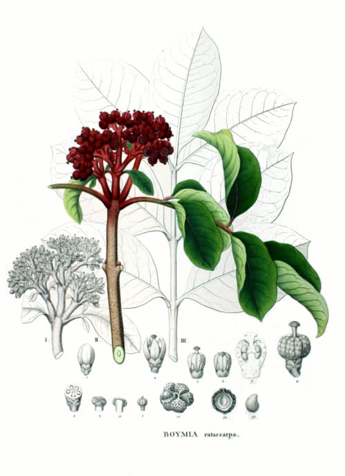 Tetradium ruticarpum