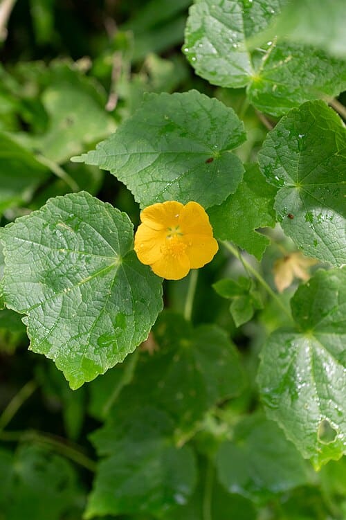 Abutilon indicum