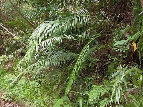 Blechnum orientale