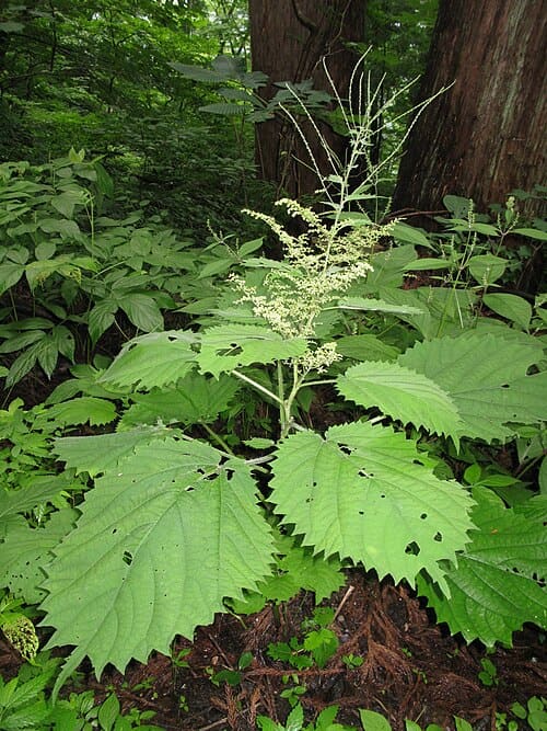 Laportea cuspidata