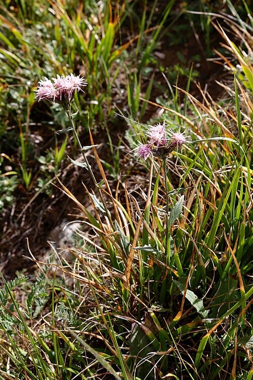 Saussurea salsa