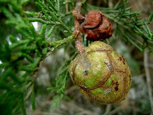 Cupressus sempervirens