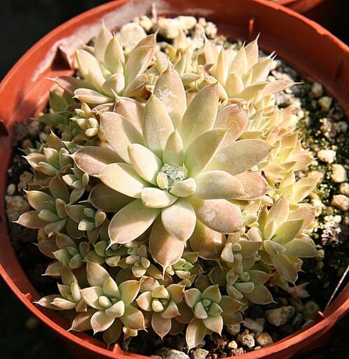 Orostachys fimbriata
