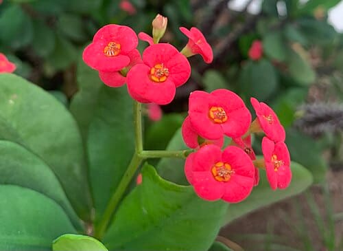 Euphorbia milii