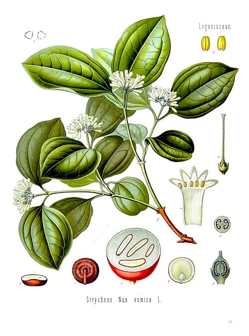 Strychnos nux-vomica