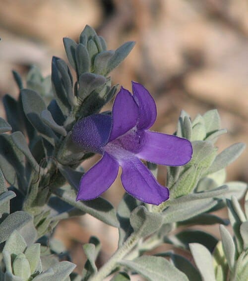 Myoporaceae, standing in for Pentacoelium