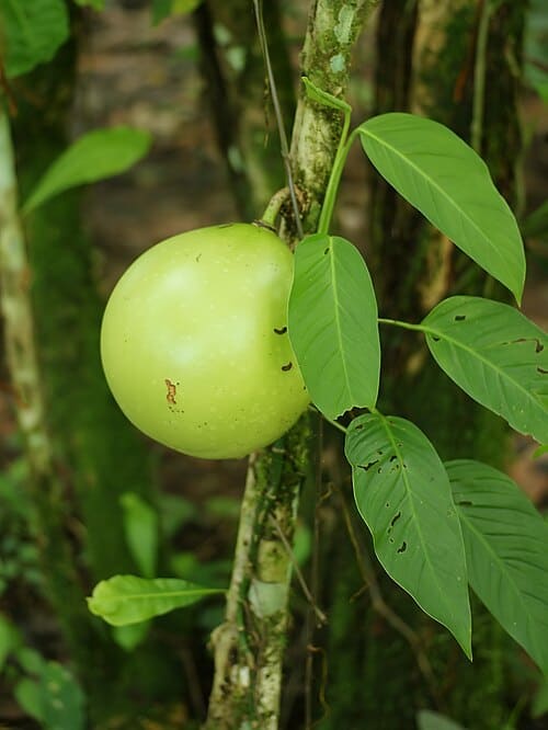 Crescentia, standing in for Crescentia lanceolata