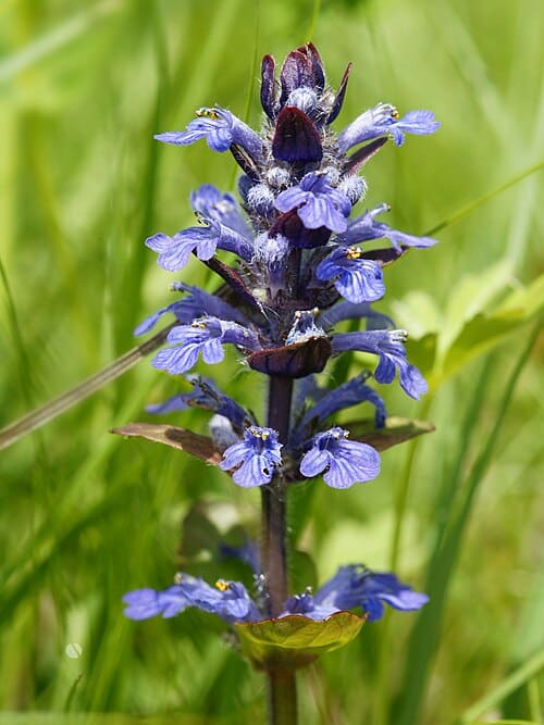 Ajuga, standing in for Ajuga ciliata