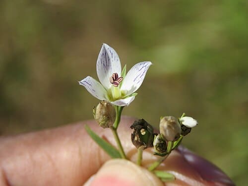 Swertia angustifolia