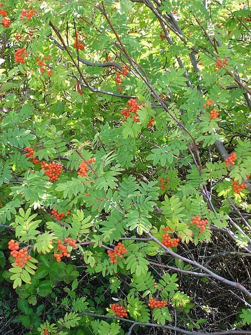 Sorbus, standing in for Sorbus tianschanica