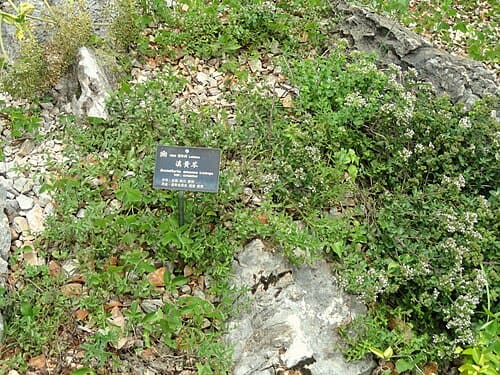 Scutellaria amoena