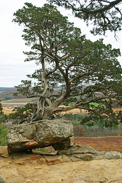 Juniperus virginiana