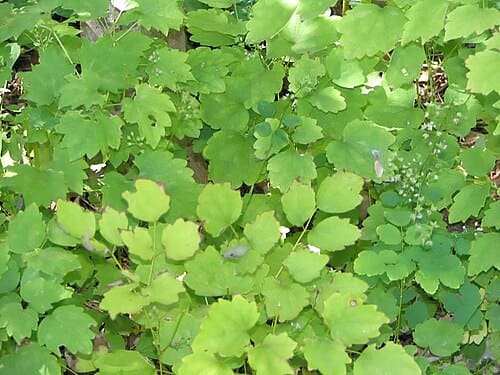 Thalictrum acutifolium