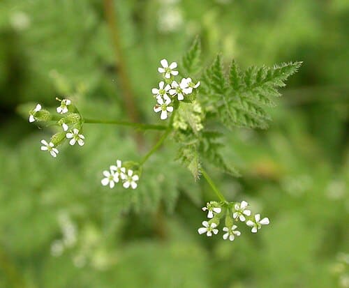 Scandicinae, standing in for Changium smyrnioides