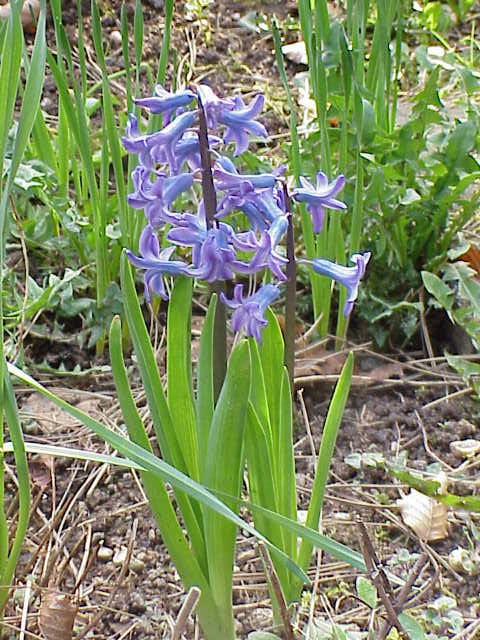 Hyacinthaceae, standing in for Loncomelos