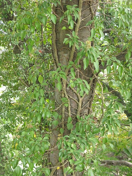 Hedera