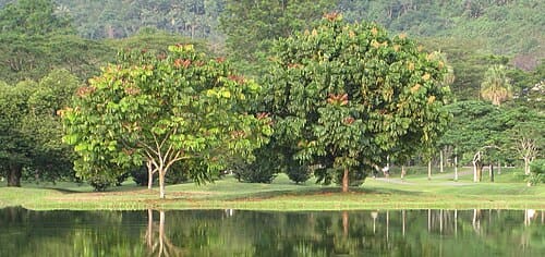 Dehaasia, standing in for Dehaasia incrassata
