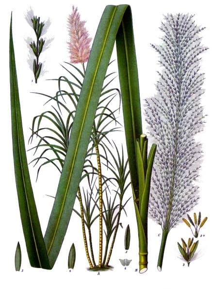 Saccharum officinarum