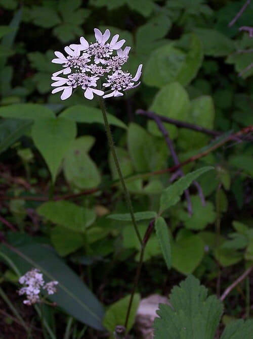 Heracleum canescens