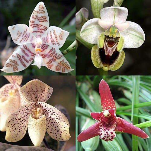 Orchidaceae, standing in for Ceratium purpureum
