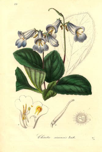 Chirita sinensis