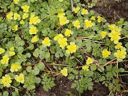 Chrysosplenium, standing in for Chrysosplenium viscosum