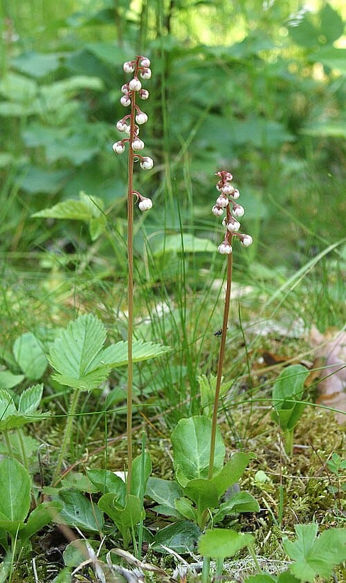 Pyrola, standing in for Pyrola rugosa