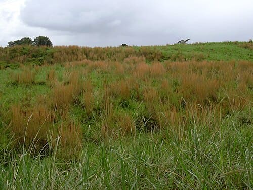 Andropogon