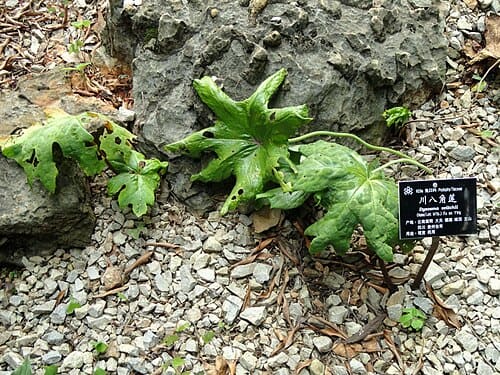 Dysosma, standing in for Dysosma difformis