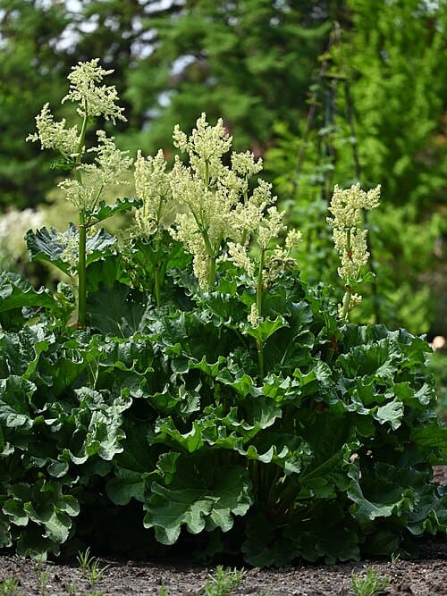 Rheum officinale