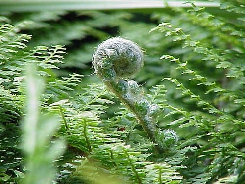 Polystichum, standing in for Polystichum austriacum