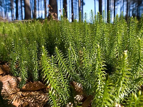 Lycopodium