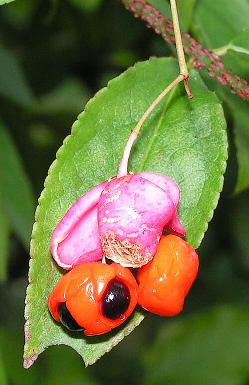 Euonymus verrucosus