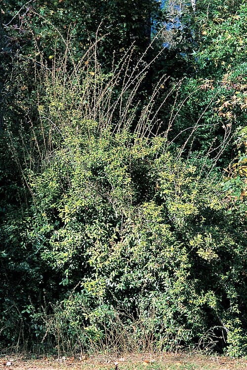 Elaeagnus pungens