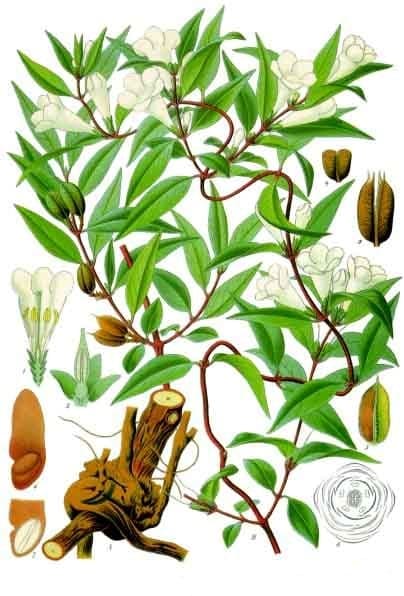 Gelsemium sempervirens