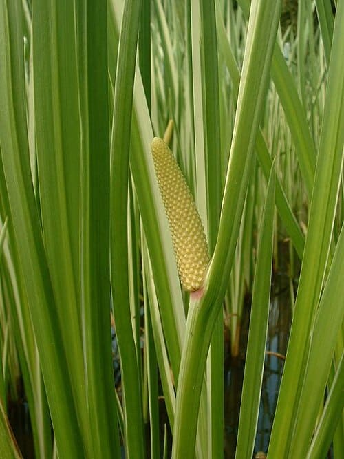 Acorus, standing in for Acorus japonicus