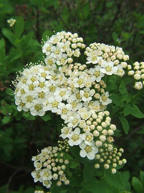 Spiraea