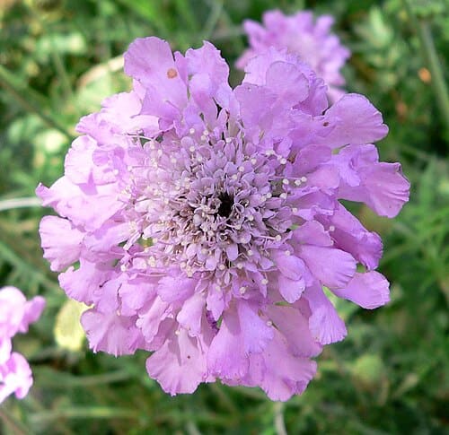 Scabiosa, standing in for Scabiosa tschiliensis