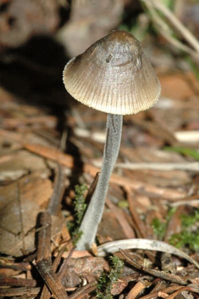 Mycena, standing in for Mycena dendrobii