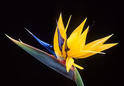 Strelitzia, standing in for Strelitzia arenaria