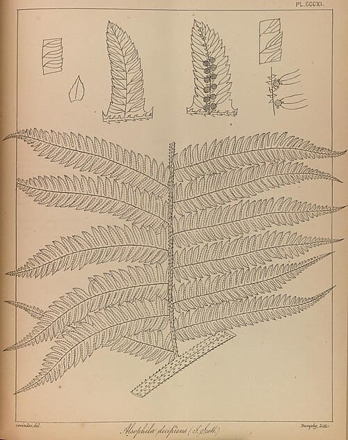 Alsophila spinulosa