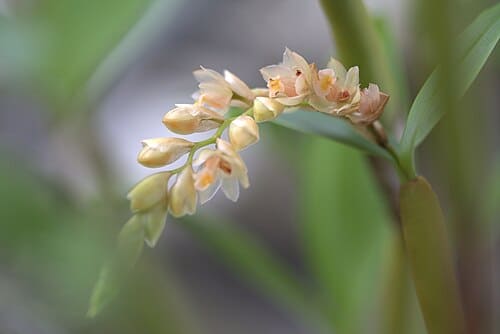 Coelogyne articulata