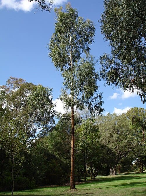 Eucalyptus viminalis