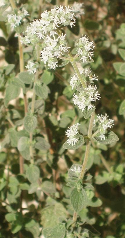 Origanum syriacum