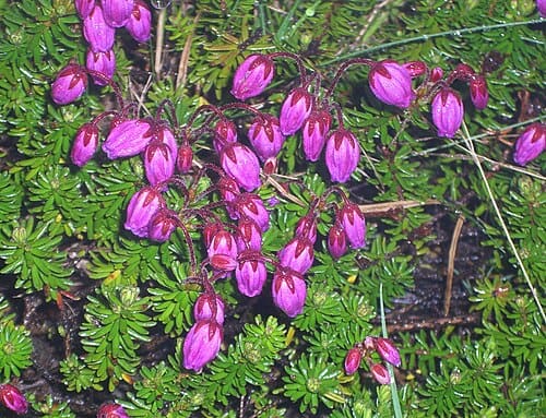 Phyllodoce, standing in for Phyllodoce alpina