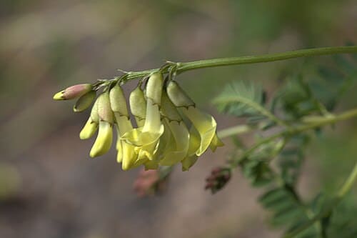 Astragalus mongolicus