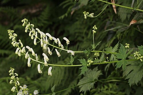 Aconitum umbrosum