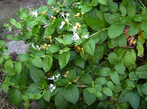 Lonicera japonica