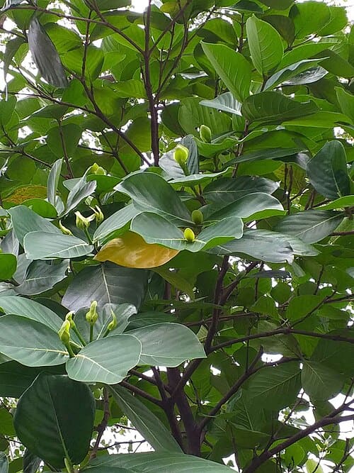 Neonauclea, standing in for Neonauclea sessilifolia