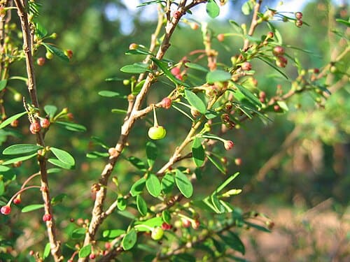 Phyllanthus myrtifolius